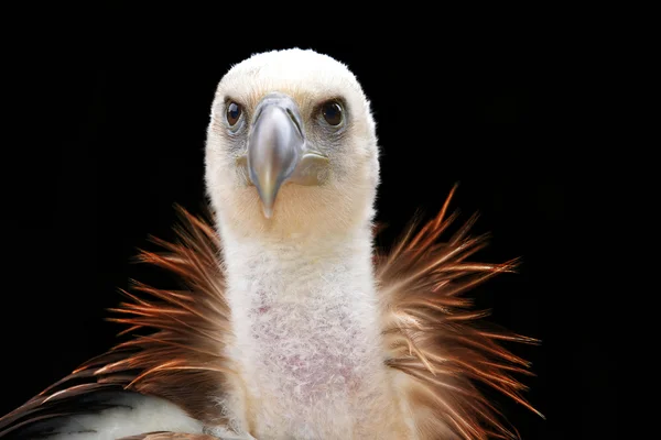 Griffon Vulture — Stock Photo, Image