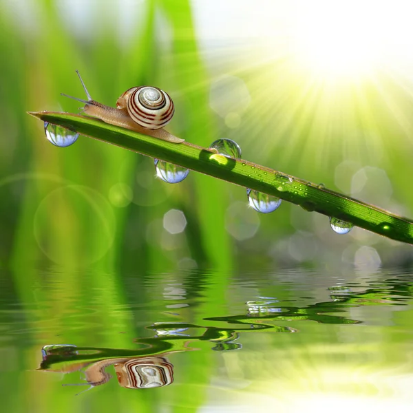 Escargot sur herbe rosée — Photo