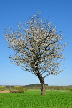 çiçeklenme tree