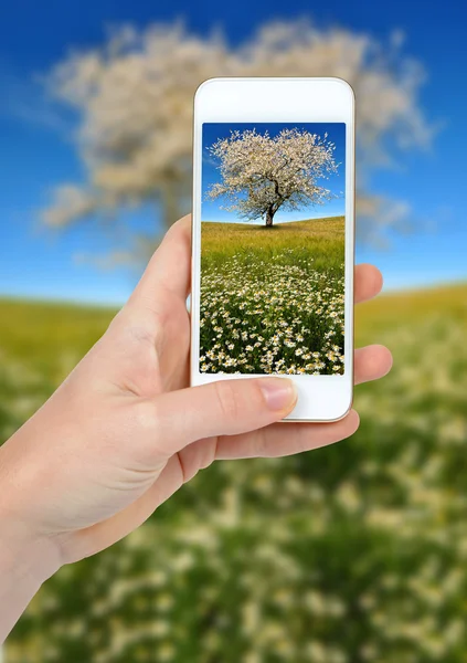 Toma de foto a mano por teléfono inteligente —  Fotos de Stock