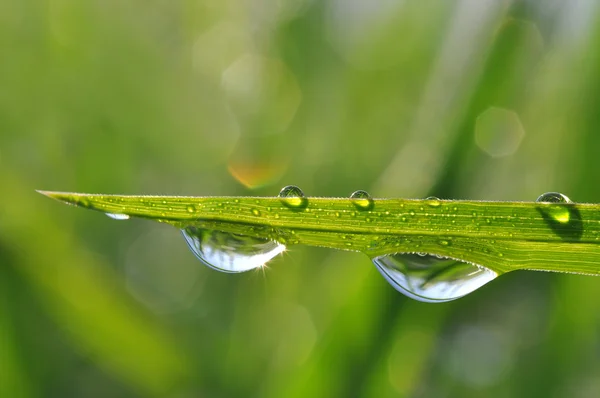 Färskt grönt gräs med dagg droppe närbild — Stockfoto