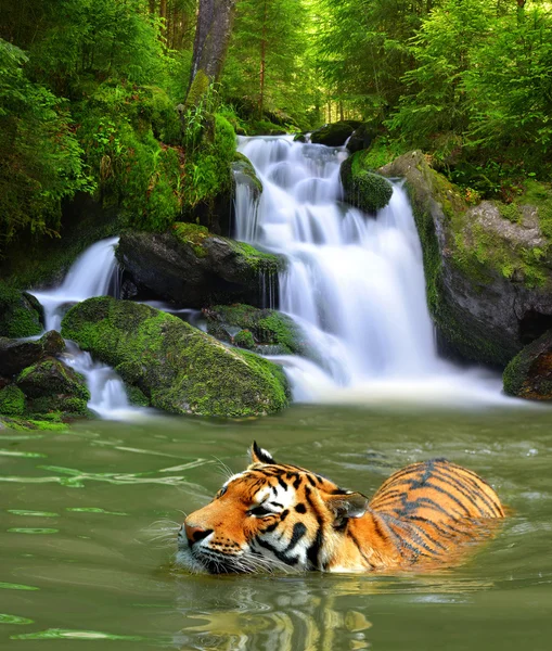 Tigre siberiana — Foto Stock