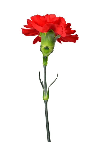 Red carnations flower — Stock Photo, Image