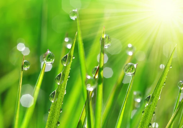 Dew drops closeup — Stock Photo, Image