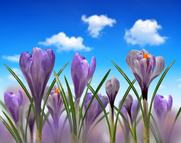 Crocus — Stockfoto