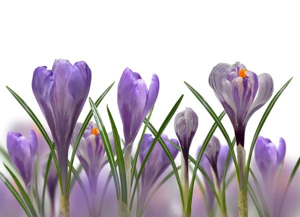 Fiori primaverili Crocus — Foto Stock