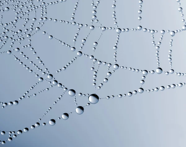 Spider web with dew drops — Stock Photo, Image