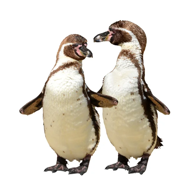 Pinguins. — Fotografia de Stock