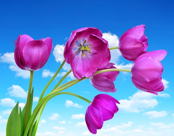 Purple tulips — Stock Photo, Image