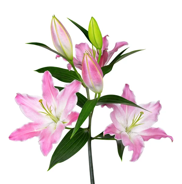 Rosa lilja blomma — Stockfoto