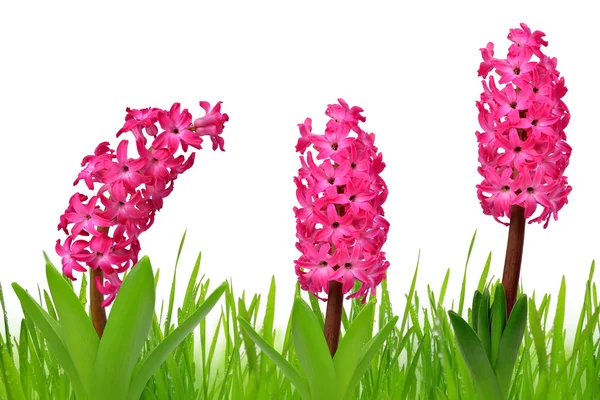 Hyacinth with dewy grass — Stock Photo, Image