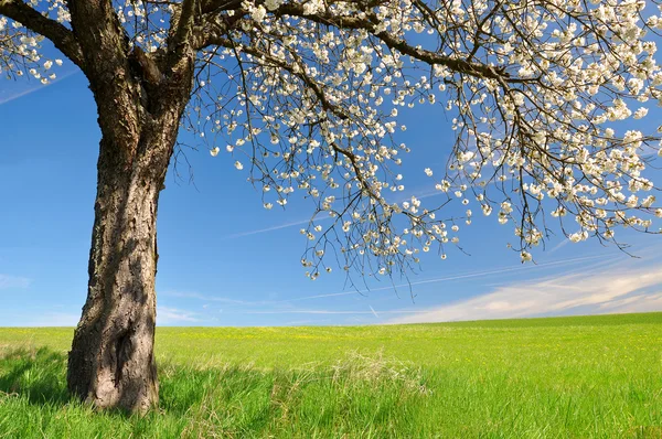 Albero ciliegio fiorito — Foto Stock