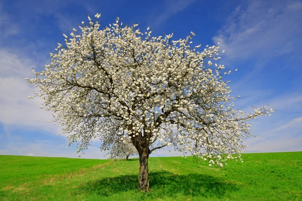 Blommande körsbärsträd — Stockfoto