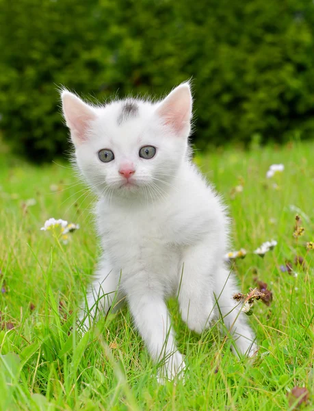 Mały kotek — Zdjęcie stockowe