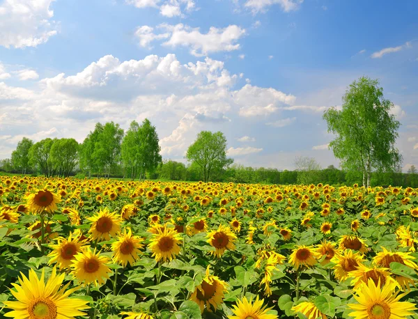 Champ de tournesol — Photo