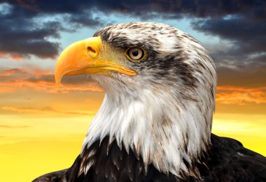 Kel Kartal