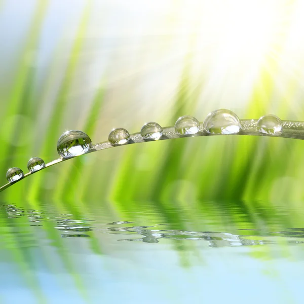 Dew drops — Stock Photo, Image