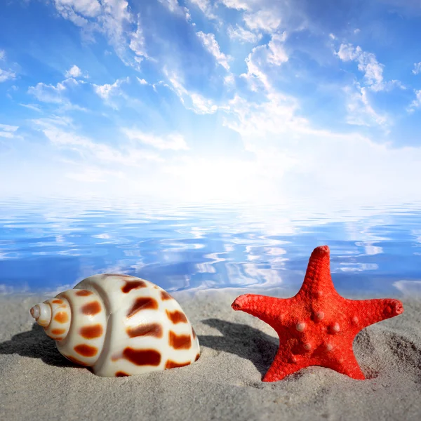 Conch shell with starfish — Stock Photo, Image