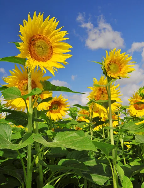 Blooming sunflower field — Stock Photo, Image