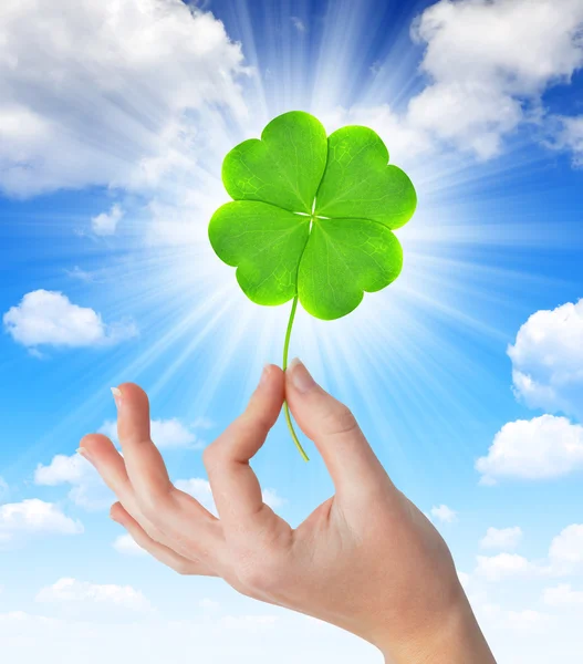 Hand holding a green four leaf clover — Stock Photo, Image