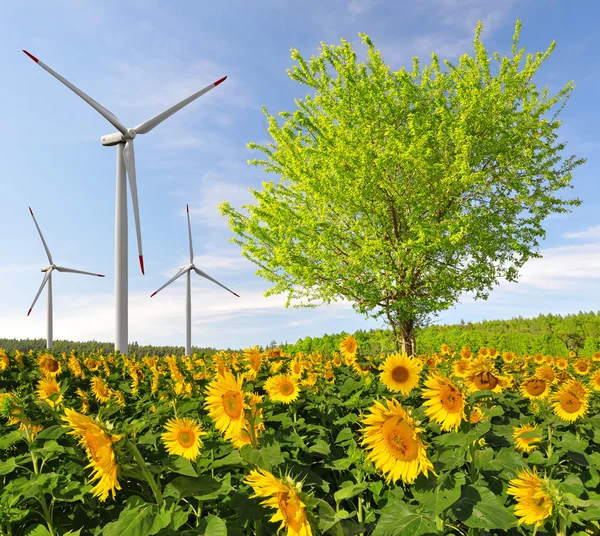 Solros fält med träd och vindkraft turbiner — Stockfoto