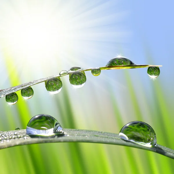 Dew drops closeup — Stock Photo, Image