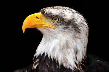 Kel Kartal