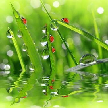 çiğ ve ladybirds