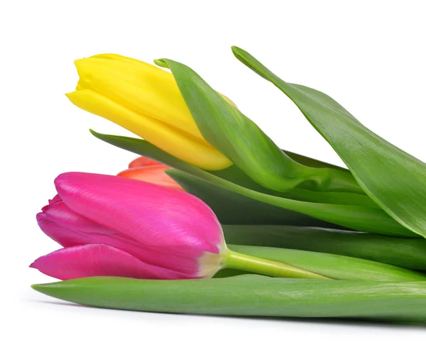 Purple and yellow tulips — Stock Photo, Image