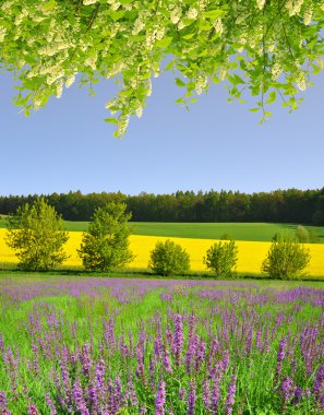 Çayır üzerinde mor çiçekler