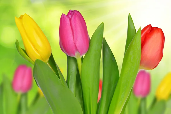 Rode, paarse en gele tulp — Stockfoto