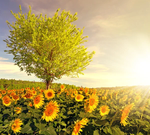 Zonnebloem veld met boom — Stockfoto