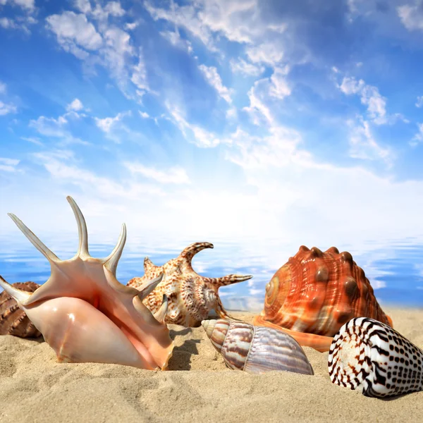 Conchas marinas en la playa — Foto de Stock