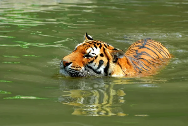 Tigre siberiano — Fotografia de Stock