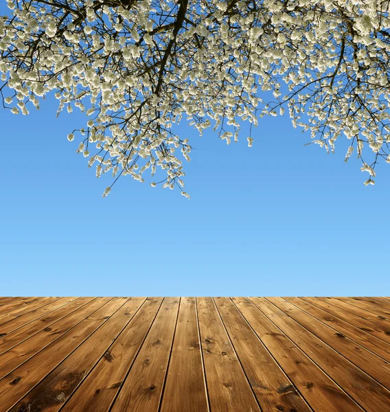 Árbol de rama floreciente —  Fotos de Stock