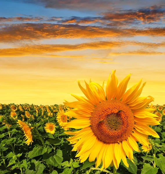 Sunflower field in the sunset — Stock Photo, Image