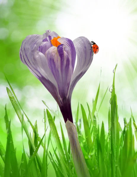 Crocus bloem in dewy groene gras — Stockfoto