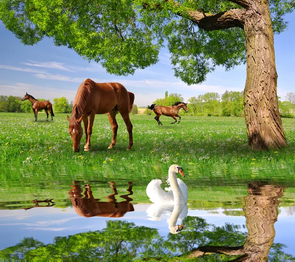 Manada de caballos en un paisaje de primavera —  Fotos de Stock