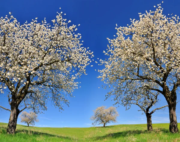 Blommande körsbärsträd på äng — Stockfoto