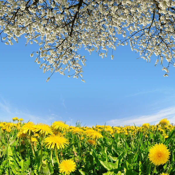 Dandelions florescendo no prado — Fotografia de Stock