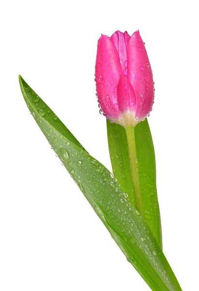 Orosený fialové Tulipán — Φωτογραφία Αρχείου