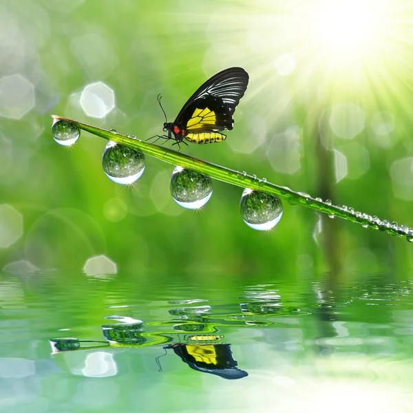 Dew drops and butterfly. — Stock Photo, Image