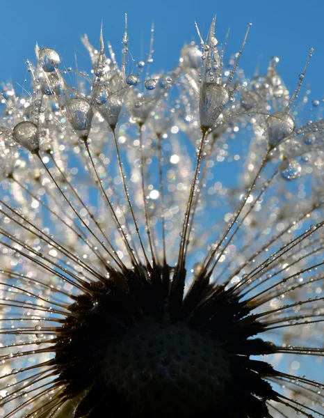 Dewy dandelion — Stock Photo, Image