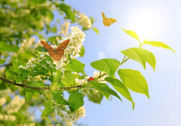 Fleurs de printemps arbre — Photo