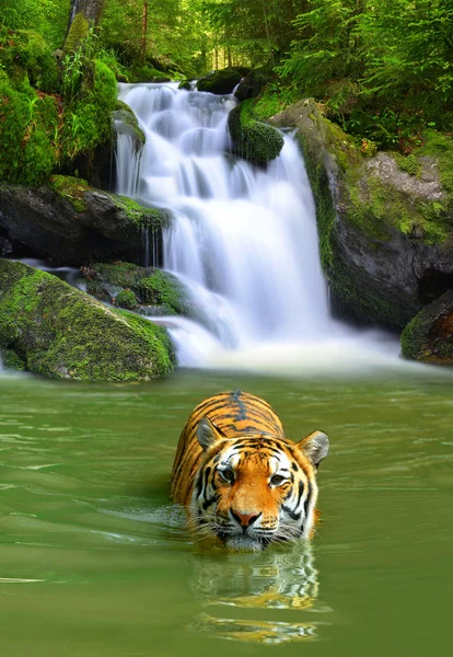 Sibirisk tiger — Stockfoto