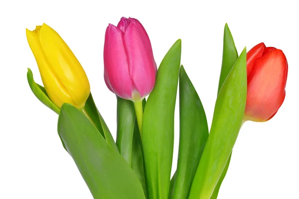 Фіолетовий, жовтий і червоний тюльпан — стокове фото