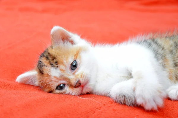Kucing kecil — Stok Foto