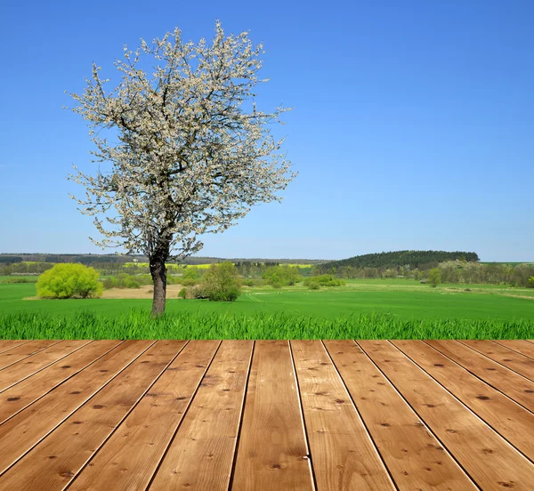 Blommande träd — Stockfoto