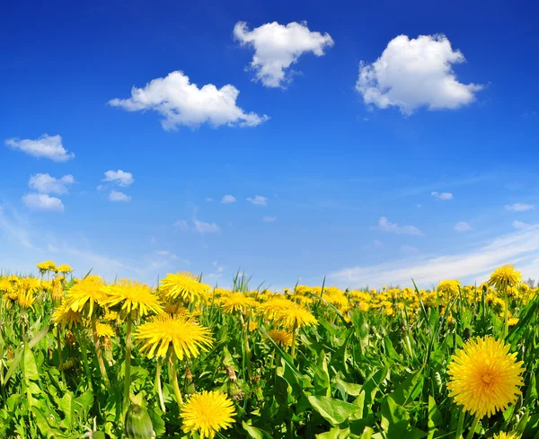 Blooming dandelions — Stock Photo, Image