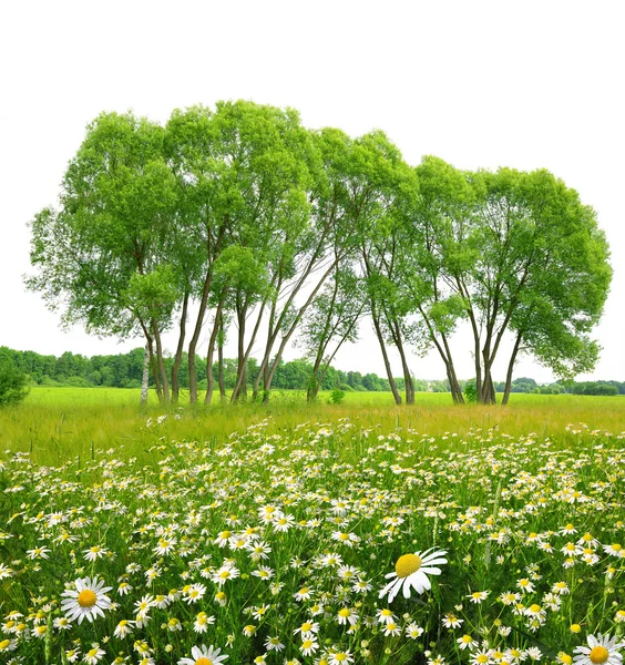 Margeritenfeld mit Bäumen — Stockfoto
